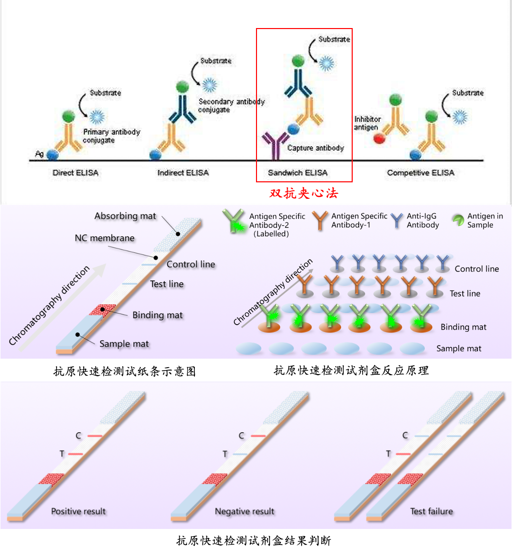 两种抗体检测一种抗原的检测方法被称为双抗夹心法,抗原检测试剂盒多