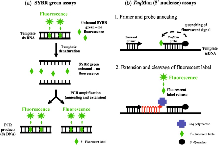 图2.sybr green和taqman探针qpcr原理(图源:wiley online library)